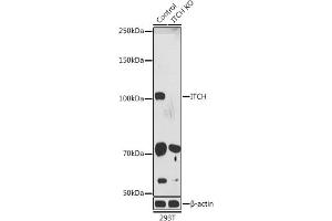 Western blot analysis of extracts from normal (control) and ITCH knockout (KO) 293T cells, using ITCH antibody (ABIN7268033) at 1:1000 dilution. (ITCH Antikörper  (AA 50-150))