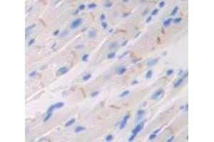 IHC-P analysis of Mouse Tissue, with DAB staining. (Neuropilin 1 Antikörper  (AA 275-424))