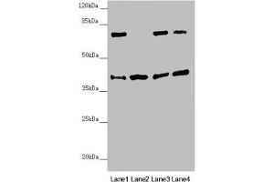 Western blot All lanes: DSN1 antibody at 2. (DSN1 Antikörper  (AA 1-356))