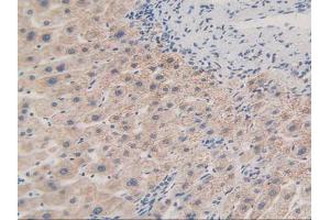 Figure. (MAPKAP Kinase 2 Antikörper  (AA 139-367))