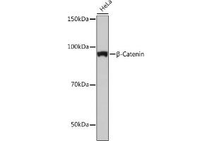 Western blot analysis of extracts of HeLa cells, using β-Catenin antibody (ABIN7266138) at 1:1000 dilution. (CTNNB1 Antikörper)