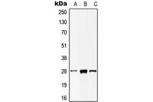 Western blot analysis of MOB2 expression in HepG2 (A), mouse liver (B), rat testis (C) whole cell lysates.