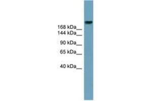 Image no. 1 for anti-ATP-Binding Cassette, Sub-Family A (ABC1), Member 12 (ABCA12) (AA 1979-2028) antibody (ABIN6743194) (ABCA12 Antikörper  (AA 1979-2028))