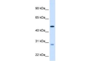 Western Blotting (WB) image for anti-Enoyl CoA Hydratase, Short Chain, 1, Mitochondrial (ECHS1) antibody (ABIN2462886) (ECHS1 Antikörper)