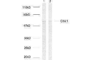 Western blot analysis of extracts using Chk1 (Ab-317) Antibody. (CHEK1 Antikörper  (pSer317))