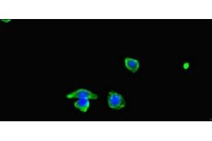 Immunofluorescent analysis of HepG2 cells using ABIN7160576 at dilution of 1:100 and Alexa Fluor 488-congugated AffiniPure Goat Anti-Rabbit IgG(H+L) (MYH3 Antikörper  (AA 1-217))