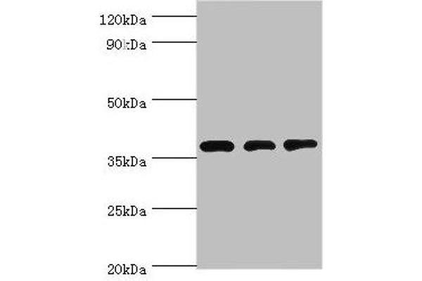 STRAP Antikörper  (AA 1-350)