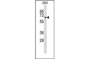 Western blot analysis of SRPX / ETX1 Antibody (Center) in 293 cell line lysates (35ug/lane). (SRPX Antikörper  (Middle Region))