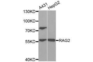 Western Blotting (WB) image for anti-Recombination Activating Gene 2 (RAG2) antibody (ABIN1876827) (RAG2 Antikörper)