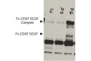 Image no. 1 for anti-CD97 (CD97) (AA 1-512), (Extracellular Domain), (N-Term) antibody (ABIN401030) (CD97 Antikörper  (Extracellular Domain, N-Term))
