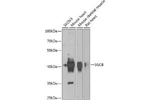 Western blot analysis of extracts of various cell lines, using SGCB antibody (ABIN6131899, ABIN6147697, ABIN6147698 and ABIN6222738) at 1:1000 dilution. (SGCB Antikörper  (AA 94-318))