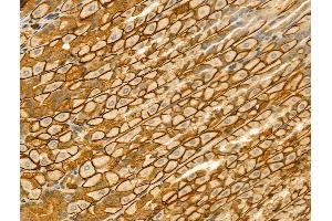 ABIN6262480 and ABIN6273050 at 1/100 staining Mouse stomach tissue by IHC-P. (IFT52 Antikörper  (Internal Region))