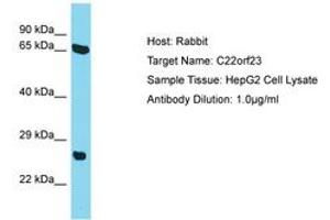 Image no. 1 for anti-Chromosome 22 Open Reading Frame 23 (C22ORF23) (AA 87-136) antibody (ABIN6750702) (C22orf23 Antikörper  (AA 87-136))