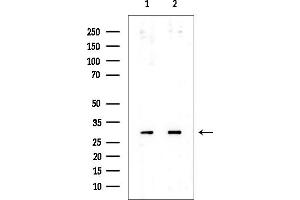 anti-Ribosomal Protein L7 (RPL7) (C-Term) antibody