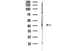 Western blot analysis of lysates from RAW264.