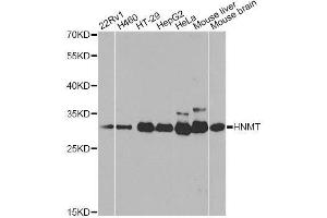 Western blot analysis of extracts of various cell lines, using HNMT antibody. (HNMT Antikörper  (AA 1-292))