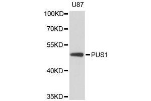 Western blot analysis of extracts of U-87MG cells, using PUS1 antibody (ABIN5996758) at 1:3000 dilution. (PUS1 Antikörper)