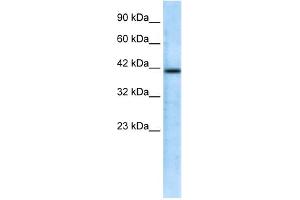WB Suggested Anti-CHRFAM7A Antibody Titration:  0. (CHRFAM7A Antikörper  (N-Term))