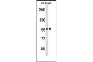 Western blot analysis of ESPNL Antibody (C-term) in mouse liver tissue lysates (35ug/lane). (ESPNL Antikörper  (C-Term))