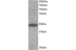 Image no. 1 for anti-Oxysterol Binding Protein-Like 1A (OSBPL1A) (C-Term) antibody (ABIN374375) (OSBPL1A Antikörper  (C-Term))