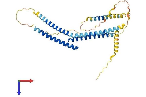 TFAP4 Protein (AA 1-338) (His tag)