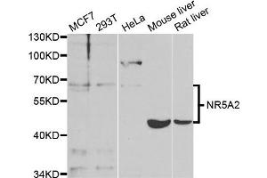 Western blot analysis of extracts of various cell lines, using NR5A2 antibody.