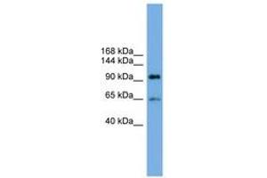 EXOC6 antibody  (AA 287-336)
