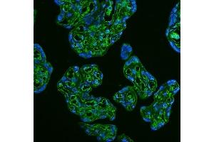 IF analysis of GLUT9 using anti-GLUT9 antibody (ABIN3044546).