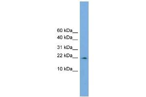 WB Suggested Anti-PPIL3  Antibody Titration: 0.