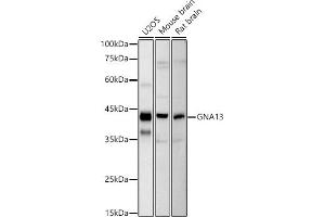 Western blot analysis of extracts of various cell lines, using GN antibody (ABIN7267535) at 1:1000 dilution. (GNA13 Antikörper)