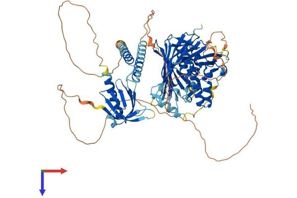 OSBPL10 Protein (AA 1-766) (His tag)