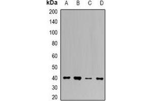 Western blot analysis of UROD expression in K562 (A), HepG2 (B), mouse liver (C), mouse kidney (D) whole cell lysates.