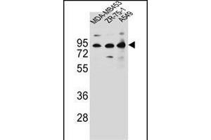 CTTNBP2NL Antibody (N-term) (ABIN656653 and ABIN2845894) western blot analysis in MDA-M,ZR-75-1,A549 cell line lysates (35 μg/lane). (CTTNBP2NL Antikörper  (N-Term))