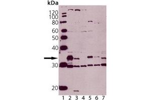 Western blot analysis of Caspase-3 pAb: Lane 1: MW Marker, Lane 2: Jurkat , Lane 3: Jurkat treated with staurosporine, Lane 4: MCF-7 (negative control), Lane 5: HeLa, (cell lysate) , Lane 6: Rat Spleen, Lane 7: Mouse Spleen. (Caspase 3 Antikörper)