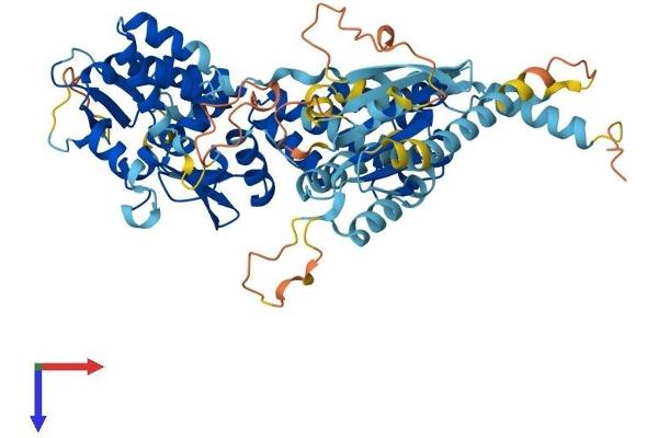RHOBTB3 Protein (AA 1-611) (His tag)