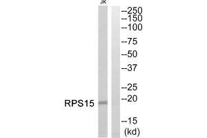 Western blot analysis of extracts from Jurkat cells, using RPS15 antibody. (RPS15 Antikörper  (Internal Region))
