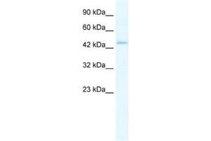 Western Blotting (WB) image for anti-Z-DNA Binding Protein 1 (ZBP1) antibody (ABIN2461412) (ZBP1 Antikörper)