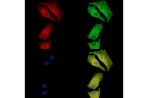 anti-G Patch Domain Containing 2-Like (GPATCH2L) antibody