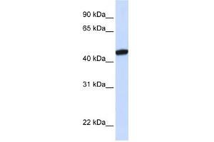 KRR1 antibody used at 1 ug/ml to detect target protein.