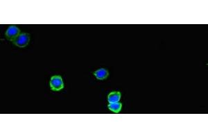 Immunofluorescent analysis of HepG2 cells using ABIN7160331 at dilution of 1:100 and Alexa Fluor 488-congugated AffiniPure Goat Anti-Rabbit IgG(H+L) (FAT Atypical Cadherin 2 (FAT2) (AA 123-314) Antikörper)