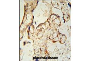 PON2 antibody immunohistochemistry analysis in formalin fixed and paraffin embedded human placenta tissue followed by peroxidase conjugation of the secondary antibody and DAB staining. (PON2 Antikörper  (AA 74-101))