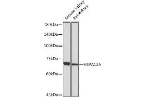 Western blot analysis of extracts of various cell lines, using HSPA Rabbit mAb (ABIN7267576) at 1:1000 dilution. (HSPA12A Antikörper)