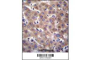 CDH19 Antibody immunohistochemistry analysis in formalin fixed and paraffin embedded human liver tissue followed by peroxidase conjugation of the secondary antibody and DAB staining. (CDH19 Antikörper  (C-Term))