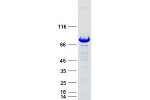 Validation with Western Blot (APPL2 Protein (Myc-DYKDDDDK Tag))