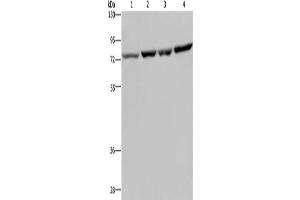 Western Blotting (WB) image for anti-Poly(A) Binding Protein, Cytoplasmic 1 (PABPC1) antibody (ABIN2430438) (PABP Antikörper)