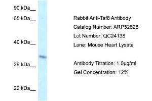 Western Blotting (WB) image for anti-TAF8 RNA Polymerase II, TATA Box Binding Protein (TBP)-Associated Factor, 43kDa (TAF8) (Middle Region) antibody (ABIN2774021)