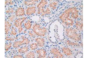 IHC-P analysis of Human Kidney Tissue, with DAB staining. (APOL1 Antikörper  (AA 1-238))