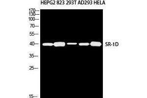 Western Blot (WB) analysis of HepG2 823 293T AD293 HeLa using SR-1D antibody. (5HT1D Antikörper)