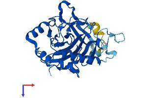 PHYHD1 Protein (AA 1-291) (His tag)