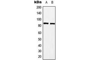 Western blot analysis of A-MYB expression in Jurkat (A), Raw264. (MYBL1 Antikörper  (Center))